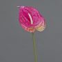 Flor artificial Anthurium XYLON, rosa, 50 cm, 9 x 12 cm