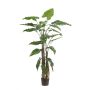 Planta artificial Alocasia Sanderiana ALBULA, verde, 180 cm