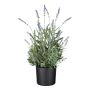Flor decorativa de lavanda JARFA, morada, 50 cm
