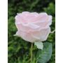Rosa artificial MARNUK, rosa claro, 60 cm