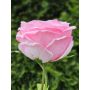 Rosa artificial MARNUK, rosa, 60 cm