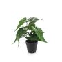 Planta artificial flor flamingo RAMLOZ, maceta decorativa, verde, 28 cm