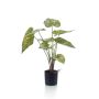 Planta artificial Caladium YAWAR con raíces, verde-amarillo, 60 cm