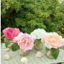 Ramo de flores artificiales de peonía VEIKO en jarrón de cristal, rosa-crema, 15 cm