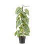 Planta artificial flor de flamenco RIFLEM, maceta decorativa, raíces aéreas, verde, 80 cm