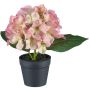 Flor decorativa Hortensia LENDYN en maceta decorativa, rosa-verde, 20 cm