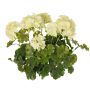 Geranio artificial MALINA en varilla, crossdoor, crema, 40 cm