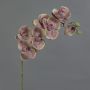 Orquídea Phalaenopsis artificial LARDUEN, verde-rosa, 80 cm