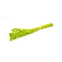 Hierba canaria seca BRAGILA en ramillete, verde manzana, 50-75 cm, Ø 12 cm