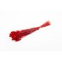 Hierba canaria seca BRAGILA en ramillete, roja, 50-75 cm, Ø 12 cm