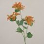 Ajo de oso artificial WONDI, naranja, 65 cm