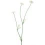 Rama decorativa Bellis NIKSA, crema, 55 cm