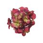 Hortensia decorativa FUHUA, rojo-verde, 25cm