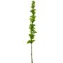 Pistia artificial PINWAN, verde, 105cm
