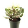 Ciclamen artificial XIAOGUO, crema, 25cm