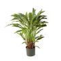Calathea artificial BAHATI, pequeño, verde, 85cm