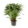 Calathea artificial BAHATI, grande, verde, 85cm