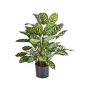 Calathea sintética BADU, pequeño, verde-amarillo, 80cm