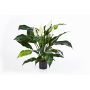 Espatifilo artificial ABBY, con flor, blanco, 75cm