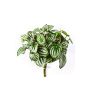 Fittonia artificial JANDIRA, en vara de fijación, verde-blanco, 30cm