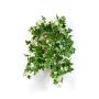 Viña colgante artificial SICHIA, vara de fijación, verde-blanco, 50cm
