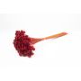 Ramo seco AVISSA, flor brasileña, rojo, 45-60 cm, Ø 13 cm