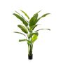 Heliconia artificial VESA, 170cm