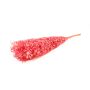 Ramitas secas de rusco AGNIATA, rosa, 70-75 cm, Ø 17 cm