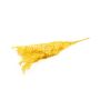 Ramitas secas de rusco AGNIATA, amarillas, 70-75 cm, Ø 17 cm