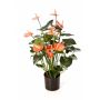 Flor Anthurium artificial LEVANA, rosa, 80cm, 8x10cm