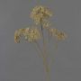 Rama decorativa de milenrama ORTEGA, beige, 70 cm, Ø 4 cm