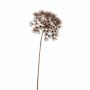 Heracleum sintético JEROME marrón, 80cm, Ø20cm