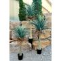 Yuca artificial HARDIN, maceta decorativa, 120 cm