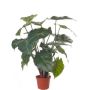 Singonio artificial PERAMI, verde, 45cm