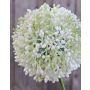 Allium artificial HELLA, brillo, crema-verde, 75cm, Ø11cm