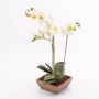 Orquídea Phalaenopsis sintética MINA maceta terracota, blanco, 55cm, Ø6-8cm
