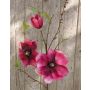 Magnolia falsa FINAH, rosa, 90cm, Ø9-15cm
