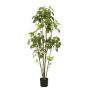 Polyscias planta artificial FILARO, tronco artificial, verde, 160cm