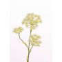 Rama de Heracleum artificial ABDEROS crema, 105cm, Ø12-20cm