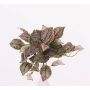 Fittonia sintética MOLARA, en vara de fijación, rosa-verde, 25cm