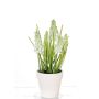 Jacinto sintético ARABELLA en maceta decorativa, crema, 25cm, Ø2-3cm