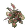 Caladium artificial SEVERIN sobre palo, verde-rojo, 40cm
