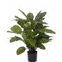 Calathea Makoyana artificial GODE verde-amarillo, 65cm