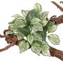 Fittonia artificial MOLARA con vara de fijación, verde-blanco, 25cm