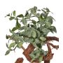 Fittonia de plástico NIKLAUS, con vara de fijación, ignífugo, verde-blanco, 30cm