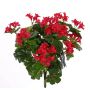 Geranio artificial BERENIKE con vara de fijación, zona protegida, rojo, 40cm, Ø5-8cm