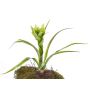 Guzmania artificial ANELY con flores, con vara de fijación, verde, 40cm