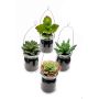 Cesta colgante de suculenta artificial LASEO en vidrio, 4 piezas, multicolor, 10cm