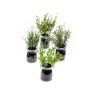 Cesta colgante de hierbas artificiales LASEO en vidrio, 4 piezas, verde, 15cm