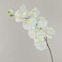 Rama de orquídeas phalaenopsis de plástico ANAT, crema, 100cm